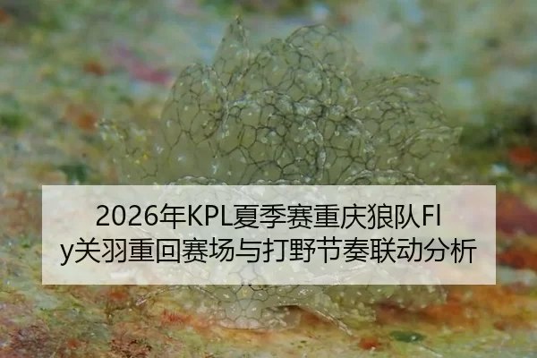 2026年KPL夏季赛重庆狼队Fly关羽重回赛场与打野节奏联动分析